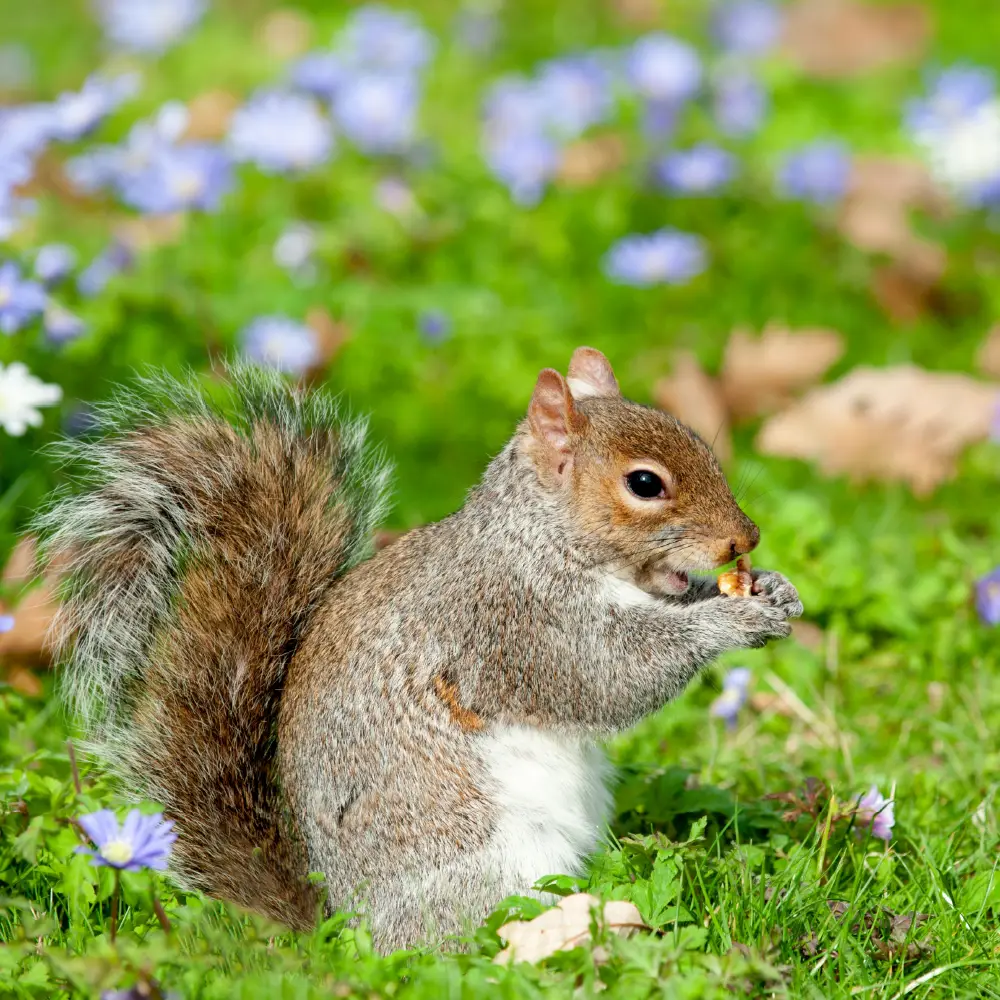 Natura-Gestione-parchi